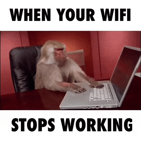 Baboon pawing at a laptop, meme captioned 'when your WiFi stops working'