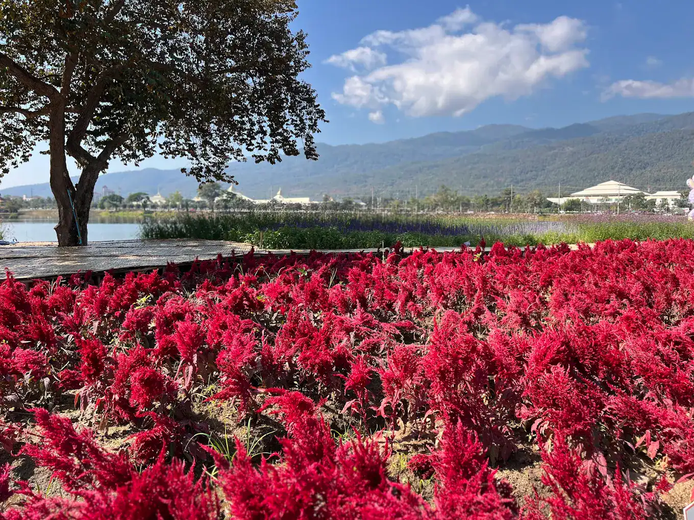 Chiang Mai PAO Park (Chaloem Phrakiat Park)